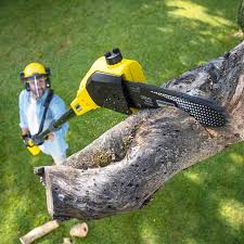 Best Tree Health Inspection  in Mariposa, CA