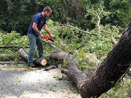 Best Hedge Trimming  in Mariposa, CA