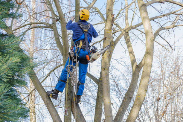 Best Fruit Tree Pruning  in Mariposa, CA