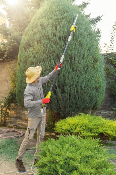 Best Lawn Disease Treatment  in Mariposa, CA